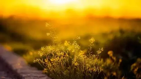 Elk直播事件引热议：小丑表情意外引发舆论发酵，电竞圈选手坦言压力巨大